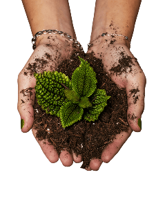 Hands holding fertile soil and sprout